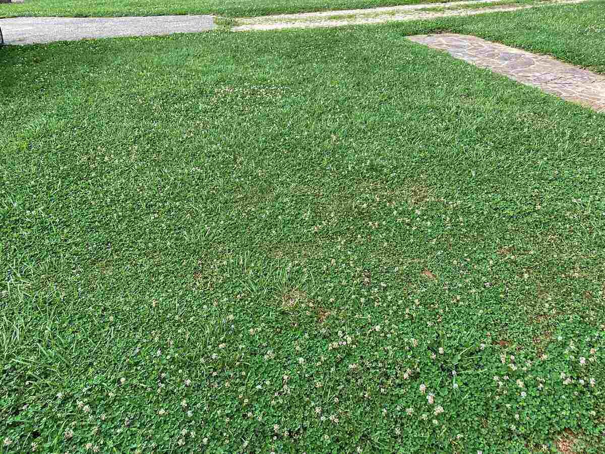 How to Get Rid of Clover in Your Lawn Wikilawn