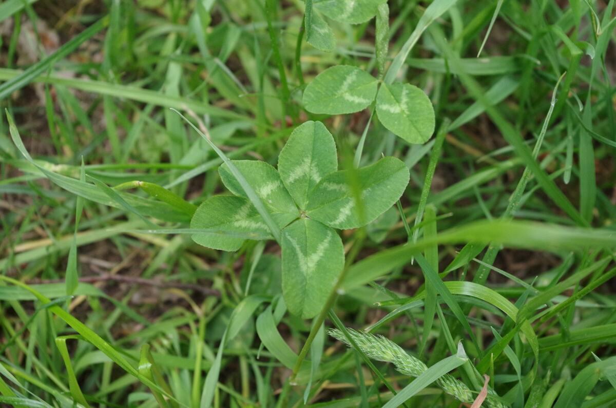 8 Worst Lawn Weeds in Atlanta, GA (and How to Get Rid of Them) | Wikilawn