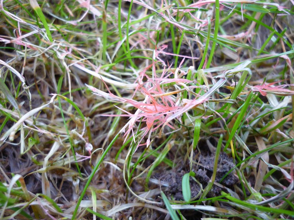 How to Identify and Treat 10 Types of Grass Fungus | Wikilawn