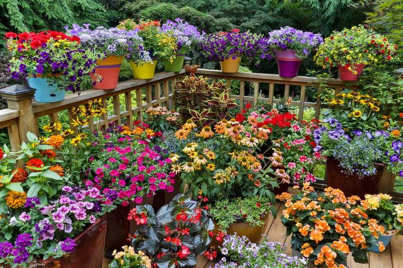 Beautiful container gardening ideas for balconies with various plants and decorative pots