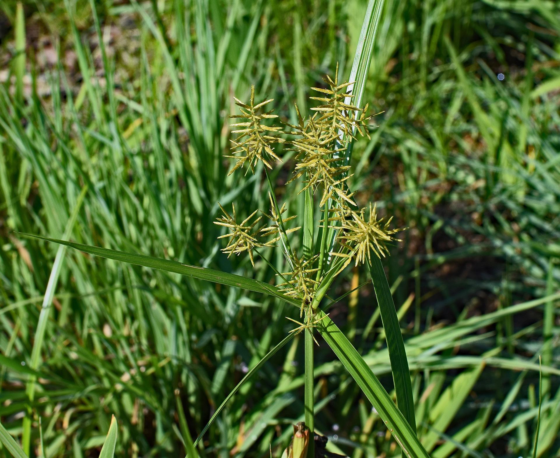 The Worst Weeds in Fort Worth and How to Get Rid of Them | Wikilawn