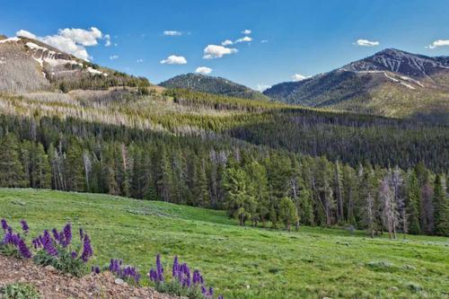 5 Best Grass Types for Wyoming | Wikilawn