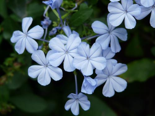 Best Native Plants for Phoenix | Wikilawn