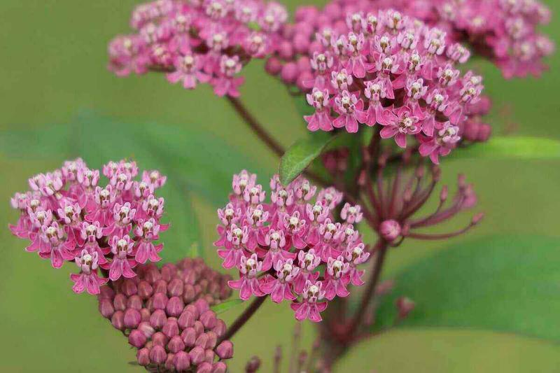 16 Native Plants That Will Transform Your Missouri Yard | Wikilawn