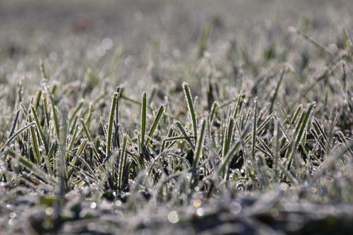 Tips for Winter Lawn Care | Wikilawn