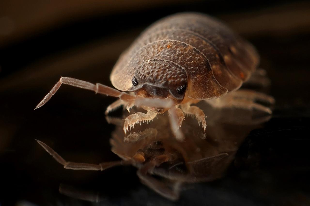 can bed bugs live on mattress outside