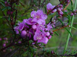 12 Best Native Plants for Atlanta, GA | Wikilawn