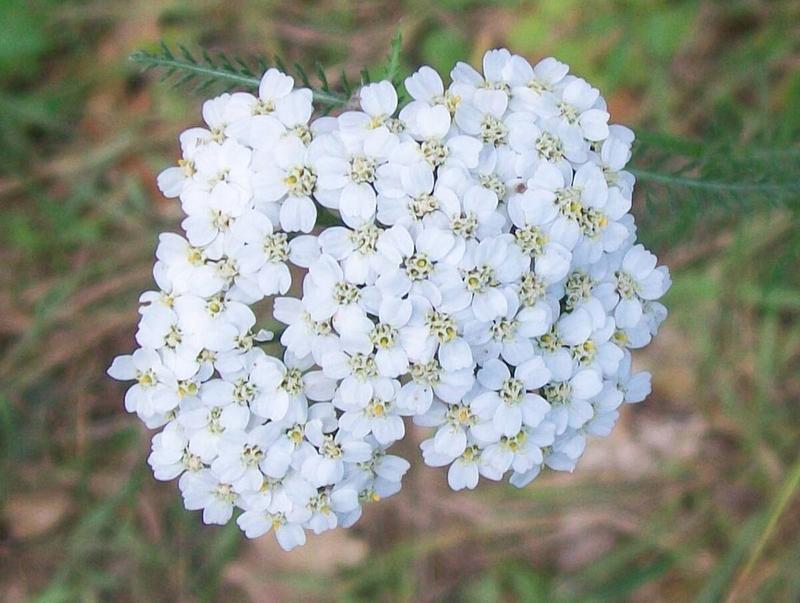 20 Best Native Plants for Montana | Wikilawn