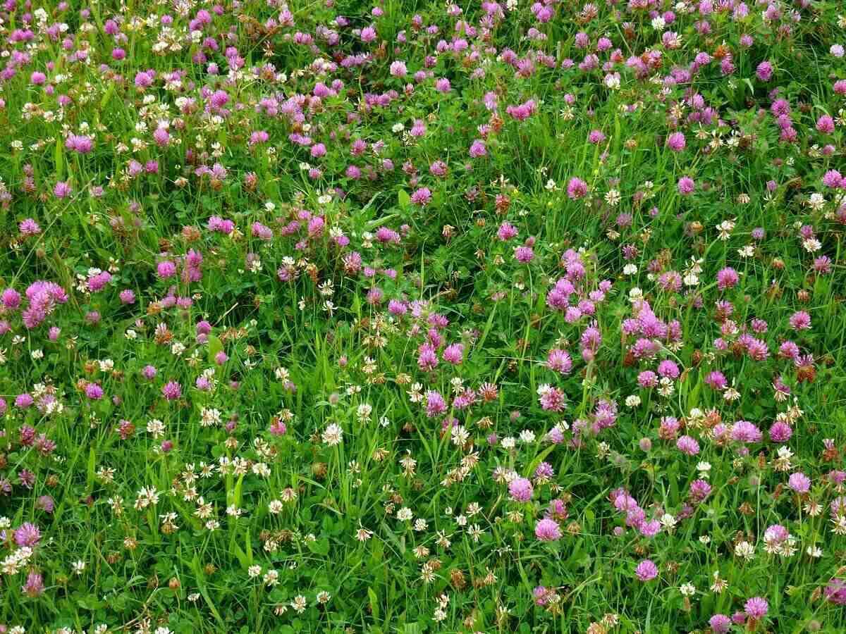 Types of Clover Lawns | Wikilawn