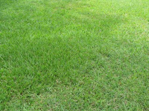 Everything You Need to Know About Growing Bahiagrass | Wikilawn