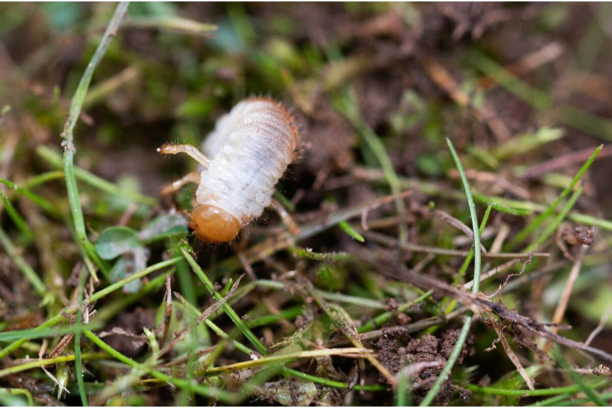 Signs of Grubs in Your Lawn | Wikilawn