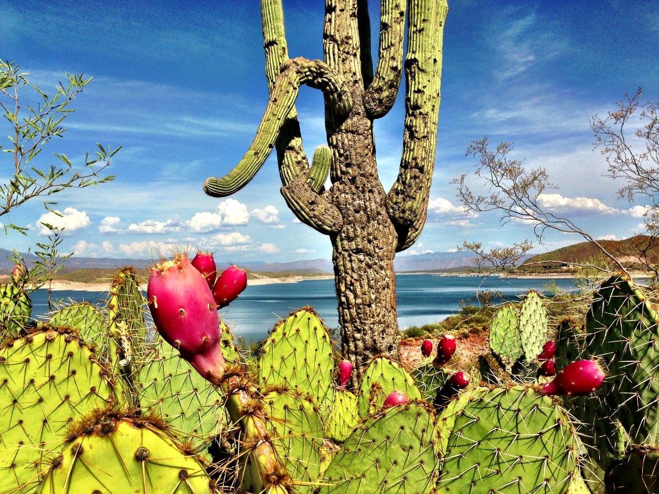 5 Native Plants for Easy Gardening in Phoenix, AZ | Wikilawn