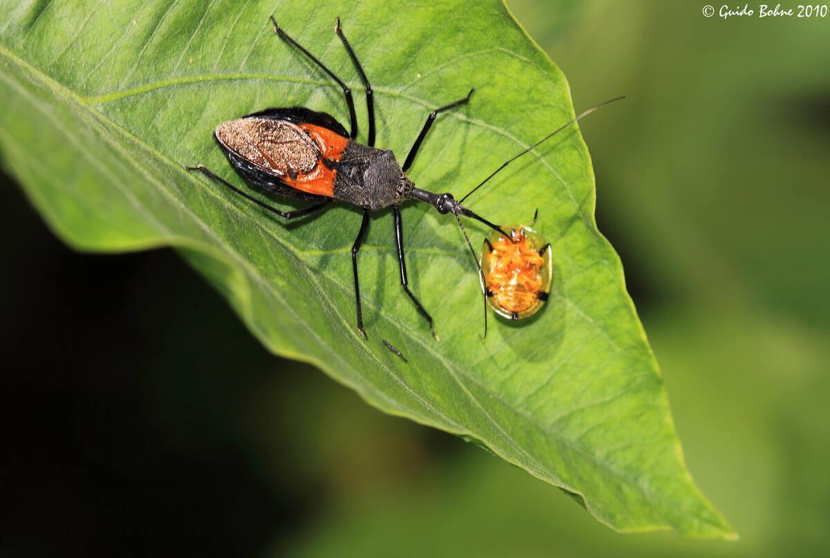 these-25-bugs-found-in-south-carolina-will-send-shivers-down-your-spine