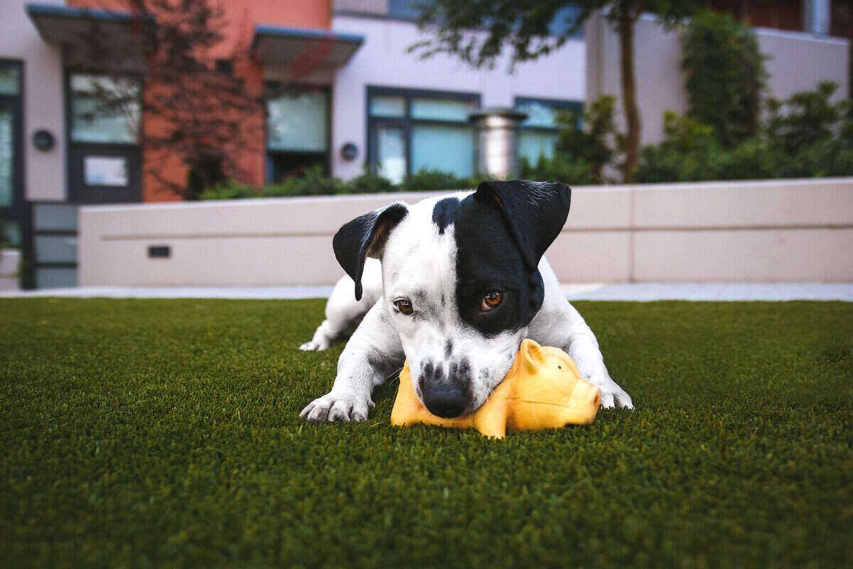 Pros and Cons of Artificial Grass for Dogs | Wikilawn