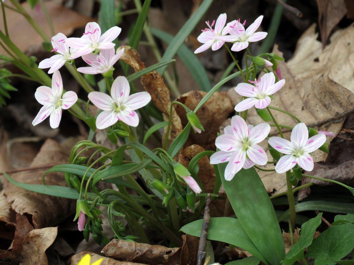 8 Best Native Plants For Northern Virginia