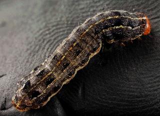 How to Get Rid of Armyworms | Wikilawn